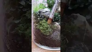 Мох Badge Moss для закрытого террариума