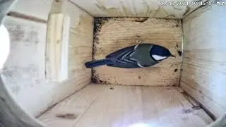 Kohlmeisenkasten - Great tit Nesting Box - Lina - 18.11.24 - 24.11.24