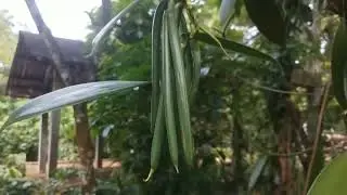 #organicvanilla #ceylonpride #vanillabeans #ceylonvanilla #shortsvideos