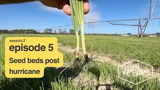 Episode 5 ~ Vidalia onion seed bed update ~ post Hurricane Helene