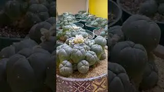 Peyote is a psychedelic cactus that is legal to grow in Canada.