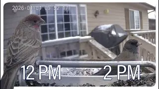 1/1/2026 Flathead Valley Bird Cam