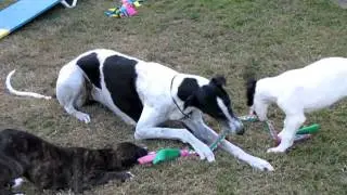 Greyhound Puppies Play with Mom