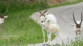 Serene Scenes from Fossil Rim Wildlife Center
