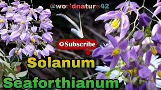 Solanum Seaforthianum # flowers #beautiful  in nature