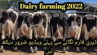 Comparison of Australian, American and Dutch cattle II Expert opinion II Listen before farming 2022