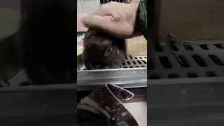 頭を撫でらるのが気持ちいい。うさぎのユリ