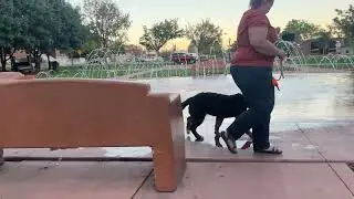 - Off Leash k9 Training of Southern Utah Intro