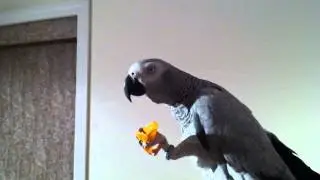Bird and chip