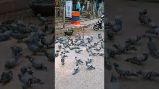 Kabutar aa aa aa | Pigeon Charm | Kabutar | Travel #pigeon #kabutar #travel #shorts #2022
