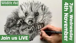 Save our declining hedgehog population!