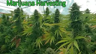 Marijuana Harvesting - Hmoob Mekas ua teb XAS