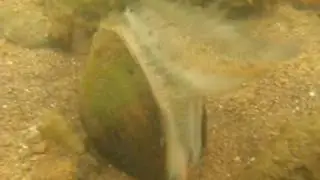 Freshwater Mussel TV - Wavy-rayed Lampmussel (Lampsilis fasciola) mantle lure display