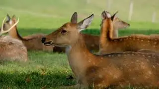 DEER SAFARI NATURE VISUALS OF DEER ROYALTY AC EDUCARE