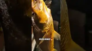 Back-to-Back Yellow Croaker Strikes on the Line | #croaker #fishing #fishingshorts #yellowcroaker