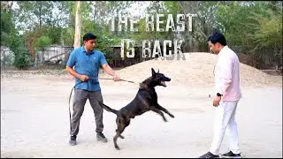 Best KNPV Dutch Shepherd in India | Dutch Shepherd | before and after | #2024