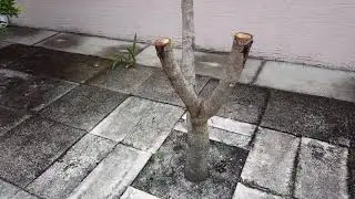 Mango tree grafting project