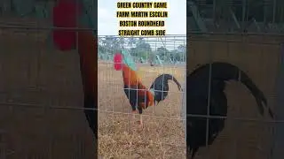 GREEN COUNTRY GAME FARM MARTING ESCOLIN BOSTON ROUNDHEAD STRAIGHTCOMB #highlights #rooster #follower
