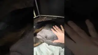 Pregnant Rottweiler - checking the nipples