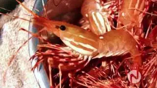 Spot Prawn Cooking on Novus TV
