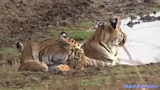 Tigers of Tadoba | Royal Bengal Tigers | Indian Tiger video