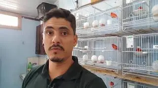PARA ONDE FORAM OS BEBEDOUROS AUTOMÁTICOS DO CANARIL SABRINA