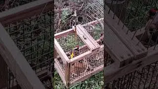 Пролётный ЩЕГОЛ, крупный 🔔 #birds