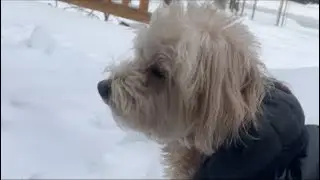 Cold Paws Adventure Mode ON❄️🥶☃️🐶🤣Tedi The Dog With Passport to Travel is live!