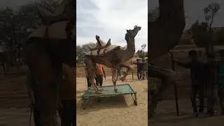camel festival 2022 bikaner Rajasthan india ( camel dance practice)