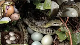 Snakes eating birds eggs from their nests🪺#snake#birds#eggs