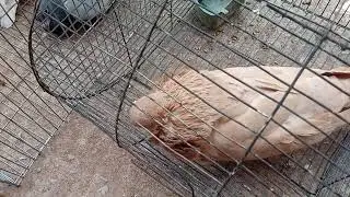 Pigeon Sound Effect