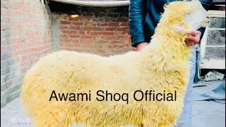 Lahore Shahpur Kanjra Mandi Update Qurbani 2026 Chatre Dunbe Awami Shoq Official 