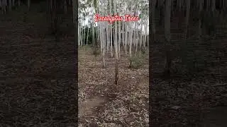 Eucalyptus Trees Farming Siddipet #eucalyptus