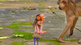Incredible mothering! Monkey mummy giving little baby monkey chance to walk as much as possible
