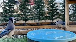 🔴LIVE 4K Winter Garden Bird Feeder | BlueJays, Squirrels, Doves and Sparrows | Cat TV