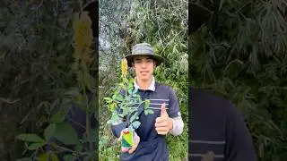 Forests are fading away #ohd #survival #camping #bushcraft #skills