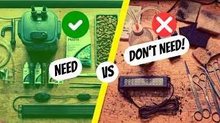 Planted Tank e Asol e Ki Ki Lagbe? Optional vs Essential Clear Guide!