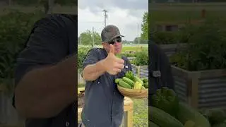 Early harvest of our organic garden using only WORM CASTINGS!