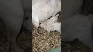 MOMMA GOAT AND HER TWINS!!!! DAY 3 FOR THESE KIDS!! BLESSINGS.  #goats #kids #fyp #shorts #animals
