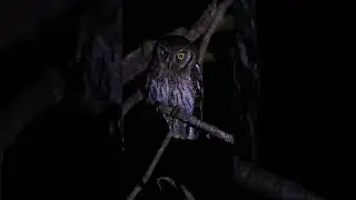 O canto da corujinha do mato!