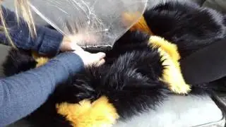 Bea the Bee