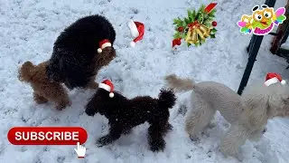 Snow is rare in Kyiv, dogs are very happy to run around in the snow