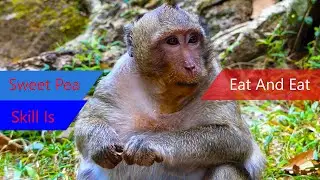 Sad Monkey SweetPea Hungry Food | SweetPea Finding So long Time, Buy Mango for Him