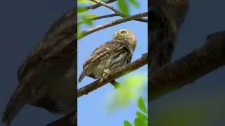Ferruginous Pygmy-Owl calling in Costa Rica #birds #owl #costarica