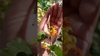 Grewia asiatica fruit flowers | Falsa fruit Plant flowers #shorts