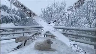 JA ÉS HIVERN A LA BORDA D'URTX - GOSSOS DE MUNTANYA DELS PIRINEUS - LA BORDA D'URTX