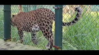 What the attitude❤️&zwj;🔥see you again,mr✌️leopard.
