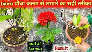 Ixora का पौधा कटिंग से लगाने का सही तरीका | Ixora के पौधे में फूल नही आरे है तो ये करो अपने पौधे में