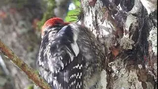Red-breasted Sapsucker (Sphyrapicus ruber) in the Tualatin Mountains
