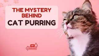Why Do Cats Purr? The Science And Secrets Behind Feline Purring | Infinite Wisdom Hub